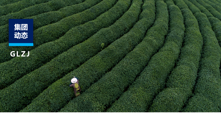 茶园到茶杯，亿万先生MR质检若何为陕茶全产业链注入“硬核力量”？